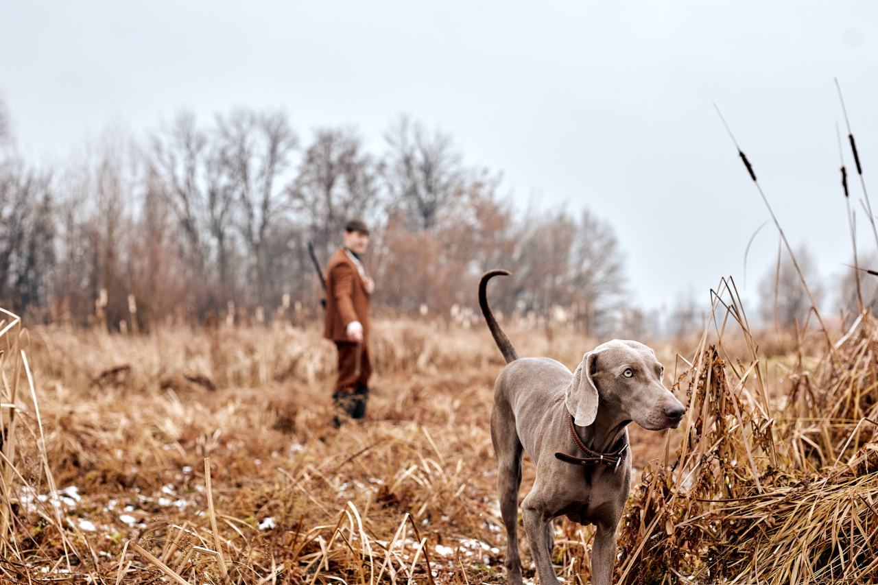 Image d'illustration pour : Chasse à proximité de la voie verte