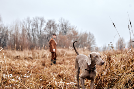Image d'illustration pour : Chasse à proximité de la voie verte